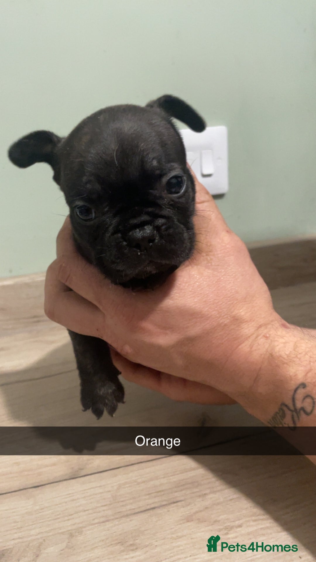 French Bulldog dogs for sale: Frenchie cross  - Advert 6