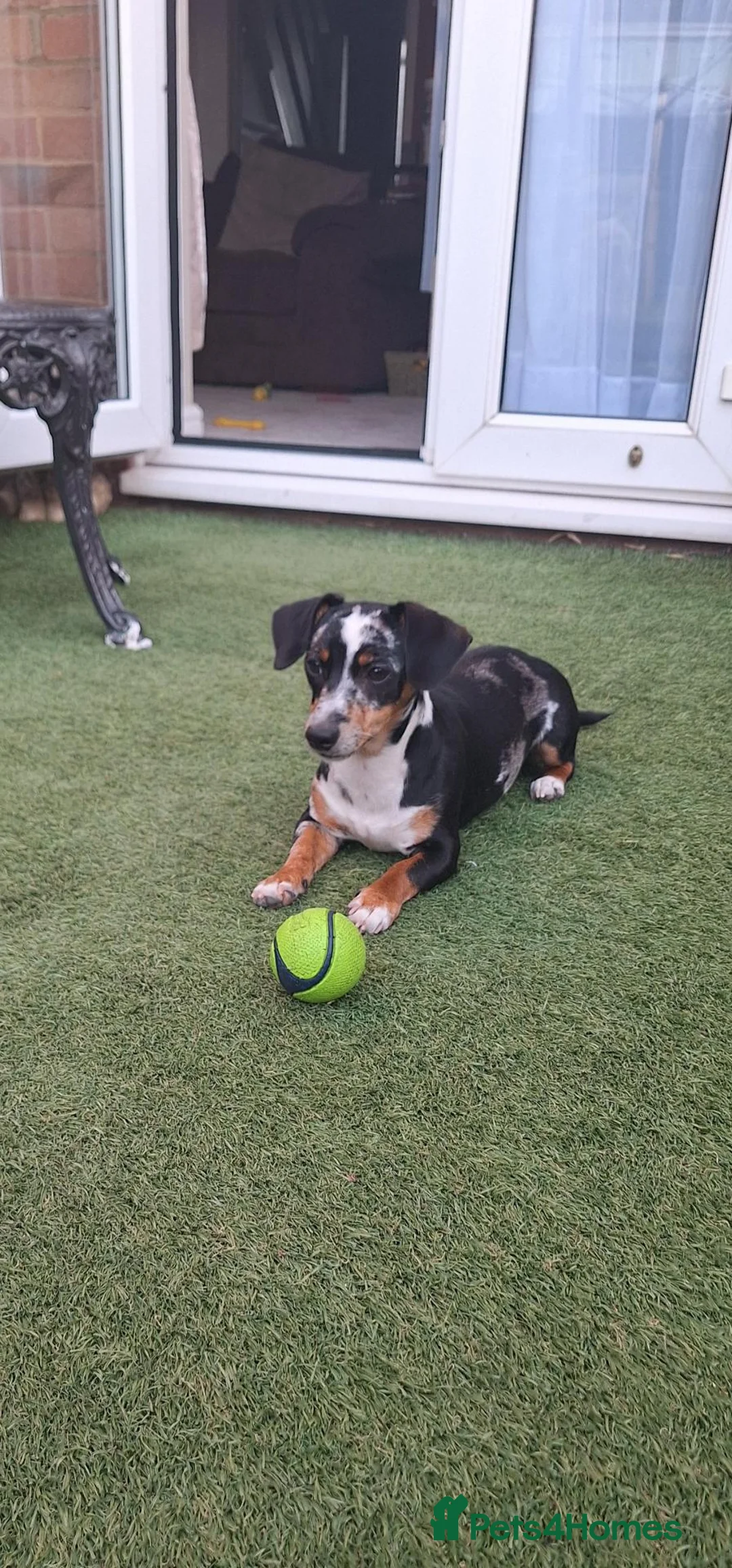 Mixed Breed dogs for sale: 7 month old mix breed Ziggy - Advert 1