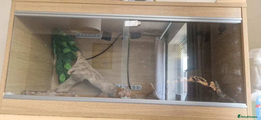 Python Snake reptiles for sale: Male adult butter enchi royal python - full set up in Eastleigh - Advert 5