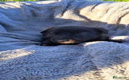 German Shepherd dogs for sale: German Shepherd poppers - Image 18