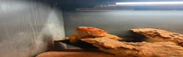Bearded Dragon reptiles for sale: Bearded Dragon Rehoming – Free to a Loving Home in London - Advert 3