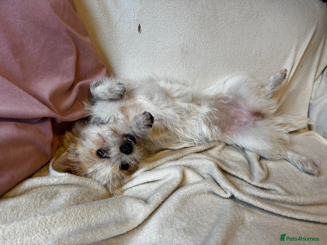 Mixed Breed dogs for adoption: Cynthia - Advert 17