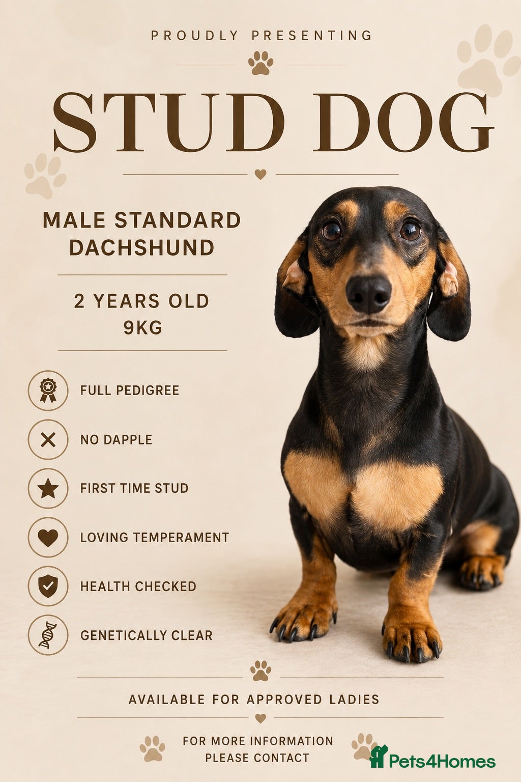 Dachshund dogs Pedigree Standard Dachshund Stud Dog - Advert 1