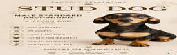 Dachshund dogs for stud: Pedigree Standard Dachshund Stud Dog in Normanton - Advert 1