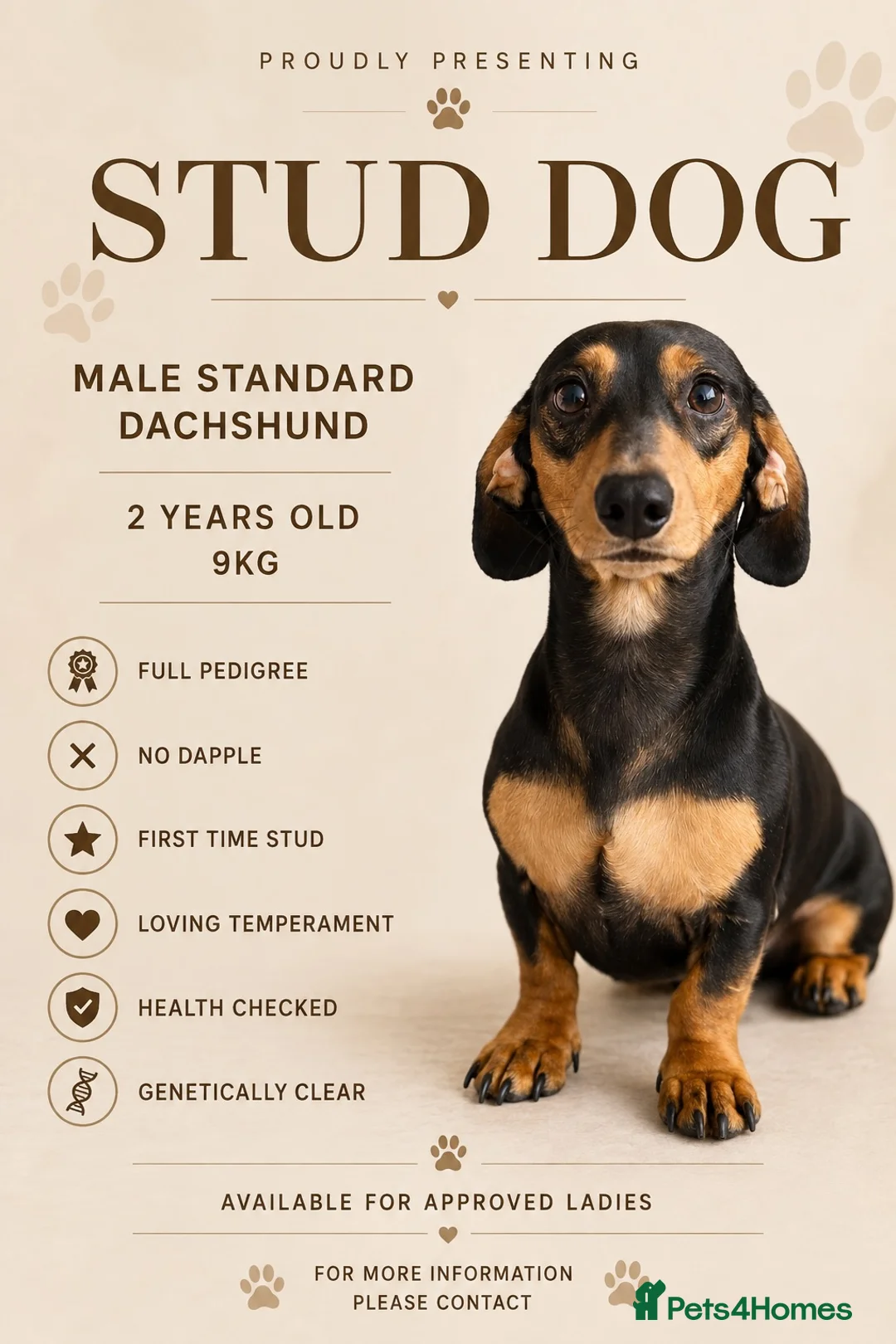 Dachshund dogs for stud: Pedigree Standard Dachshund Stud Dog in Normanton - Advert 1