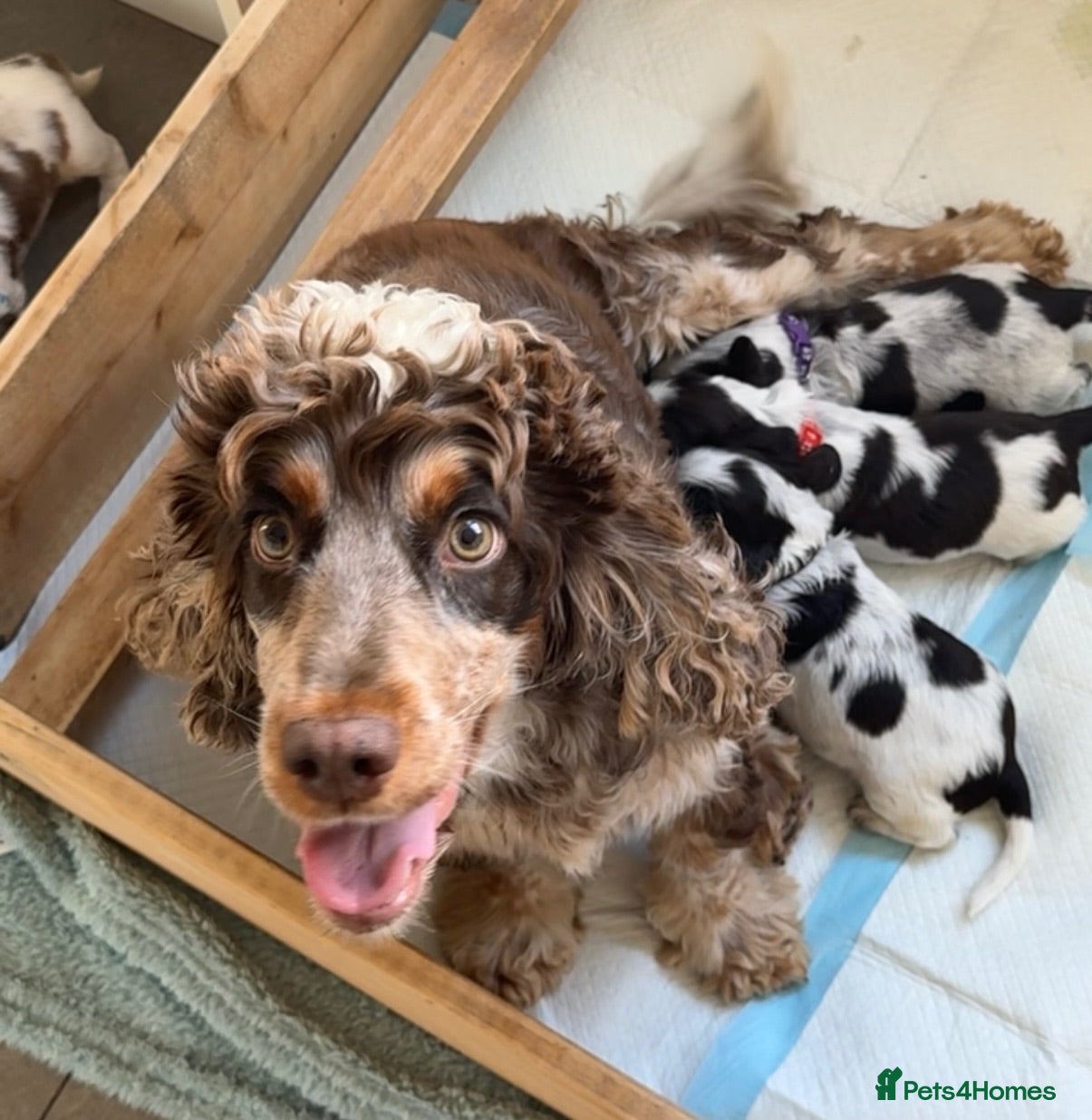 Cocker Spaniel dogs Cocker Spaniel puppies looking for forever homes♥️ - Advert 2