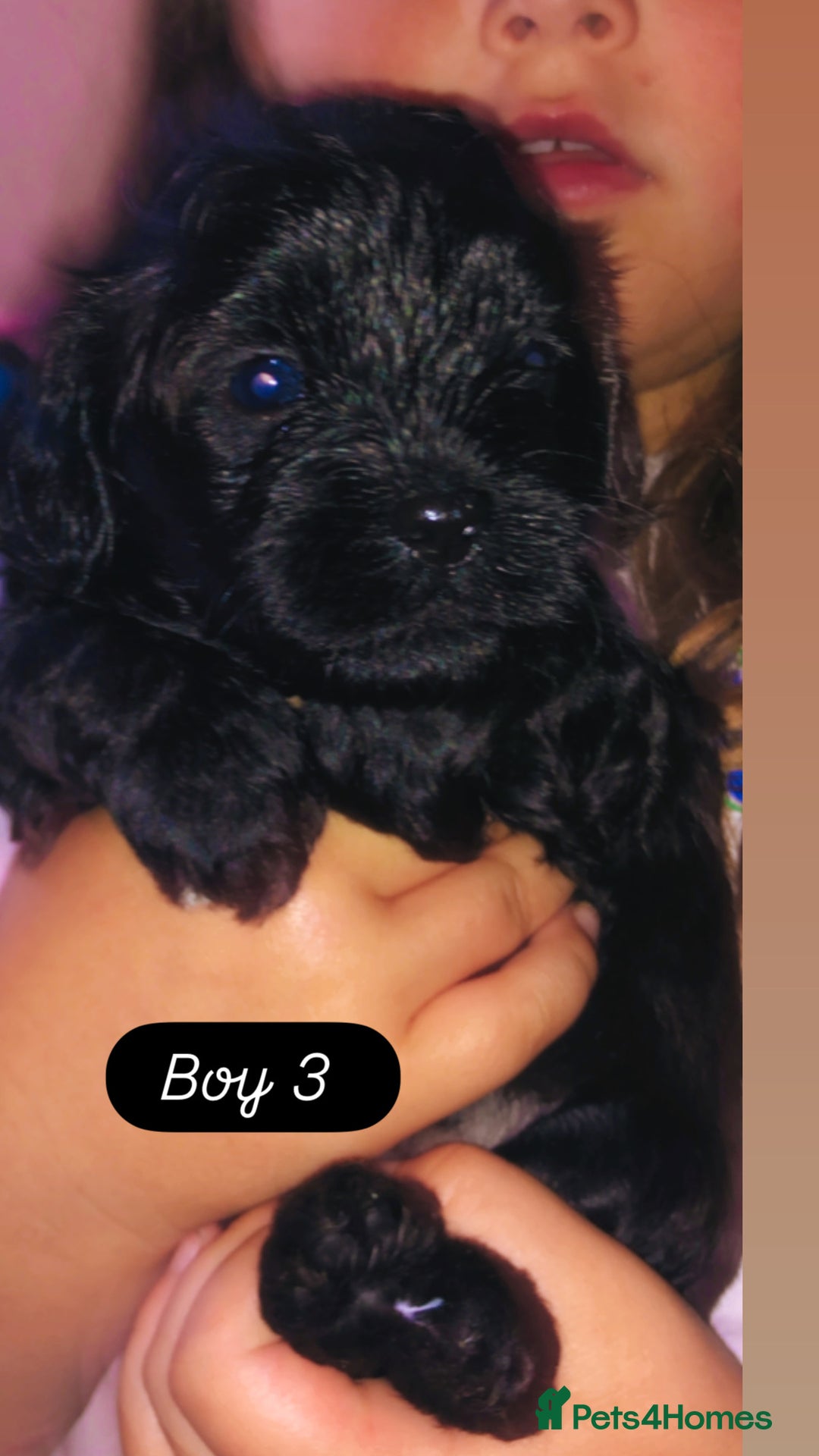 Shihpoo dogs for sale: Beautiful Shihpoos 🐶🐾 - Image 10