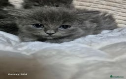 Ragdoll cats for sale: Ragdoll kittens  - Image 14