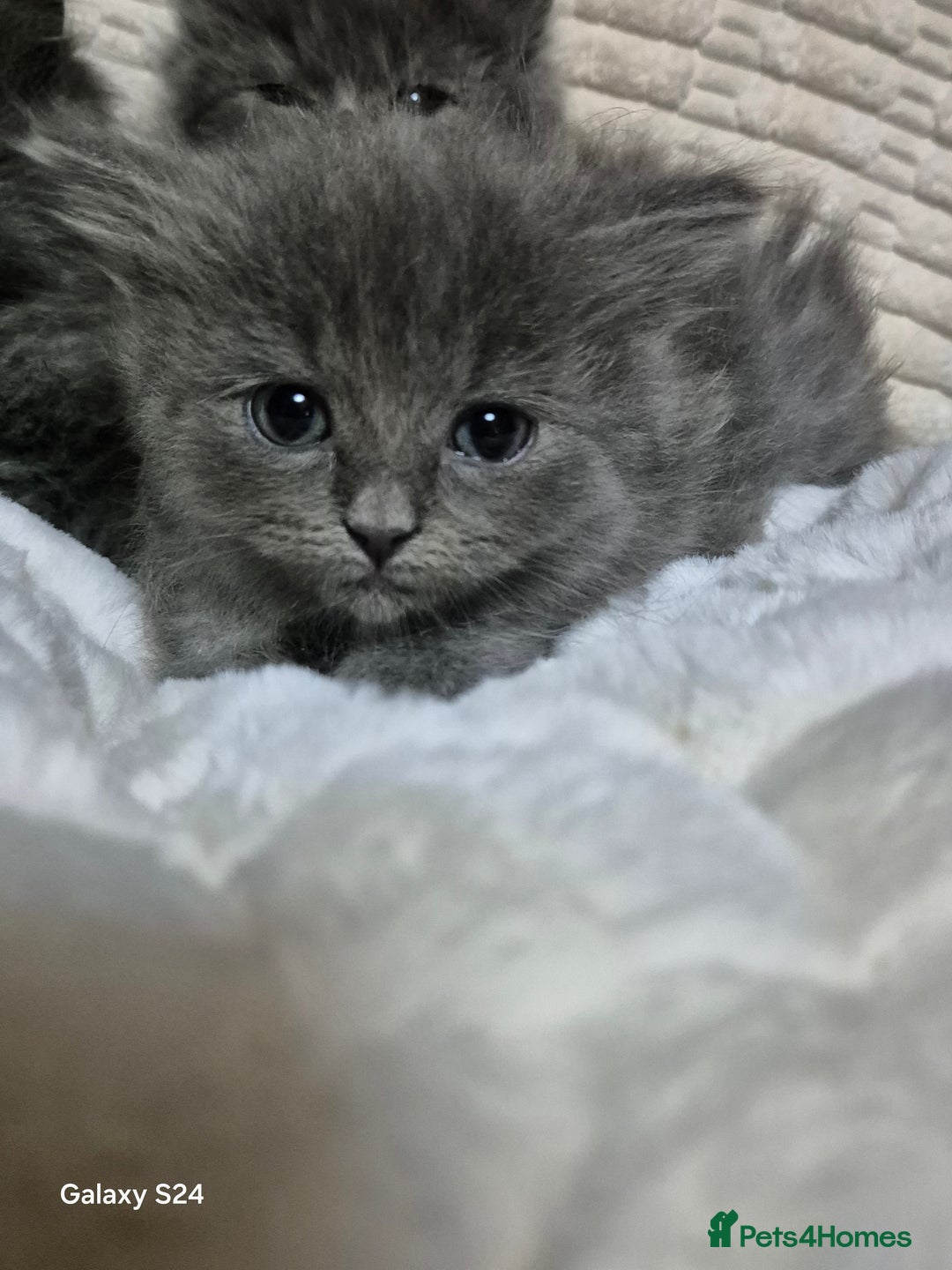 Ragdoll cats for sale: Ragdoll kittens  - Image 14