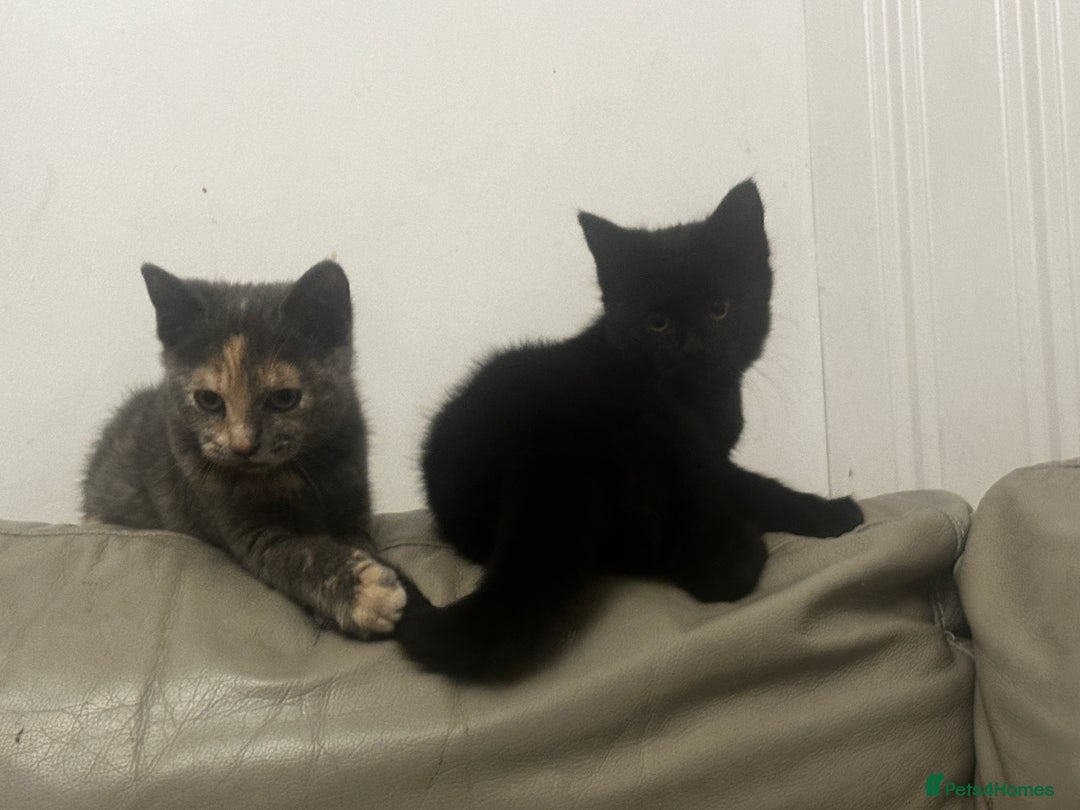 Mixed Breed cats for sale: Adorable kittens for sale - Image 3