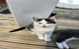 Mixed Breed cats for sale: Lovely Kitten for sale only 50£  - Image 8