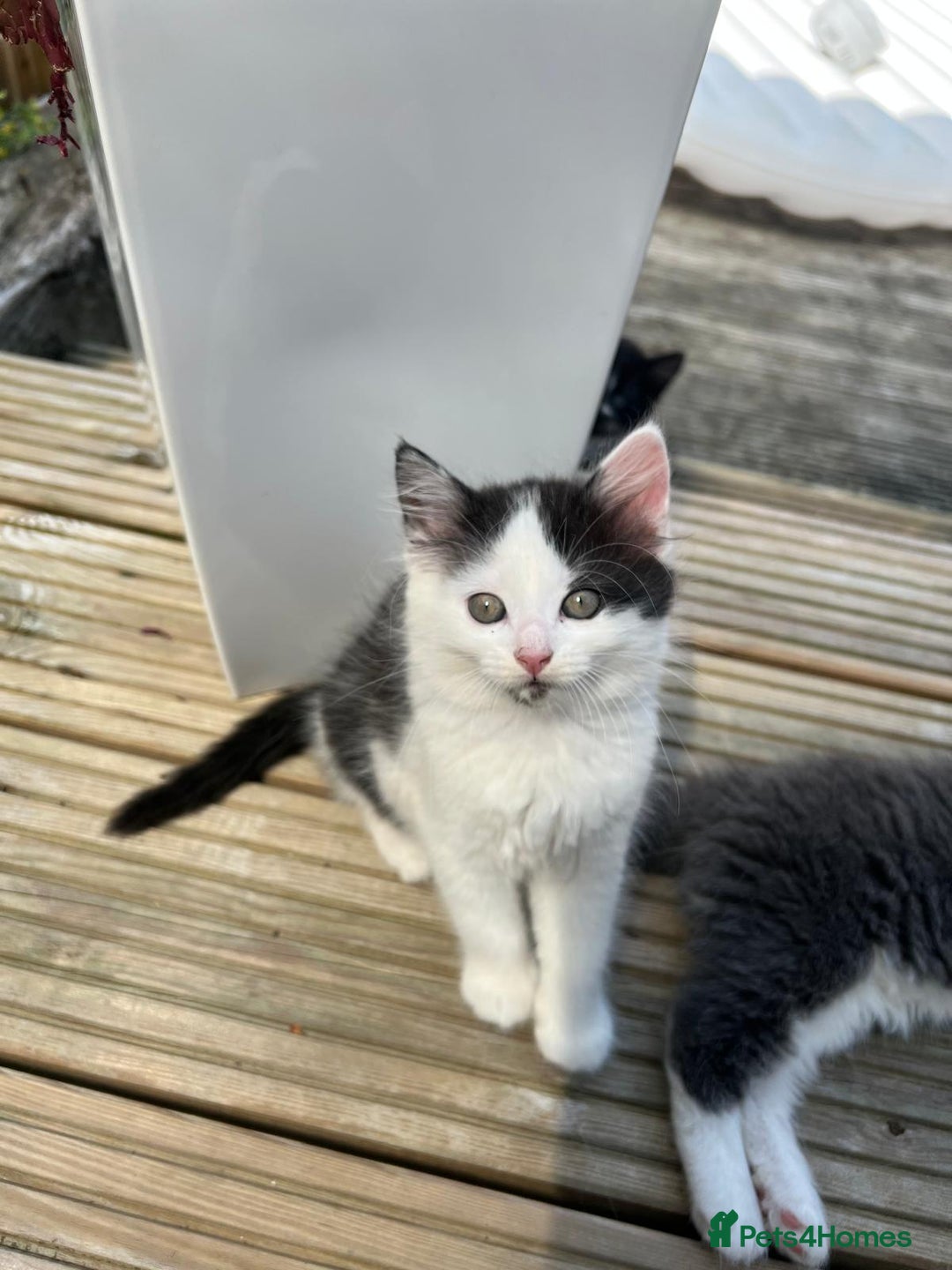 Mixed Breed cats for sale: Lovely Kitten for sale only 50£  - Image 8