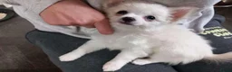 Chihuahua dogs for sale: Stunning chihuahua babies in Newark - Advert 10