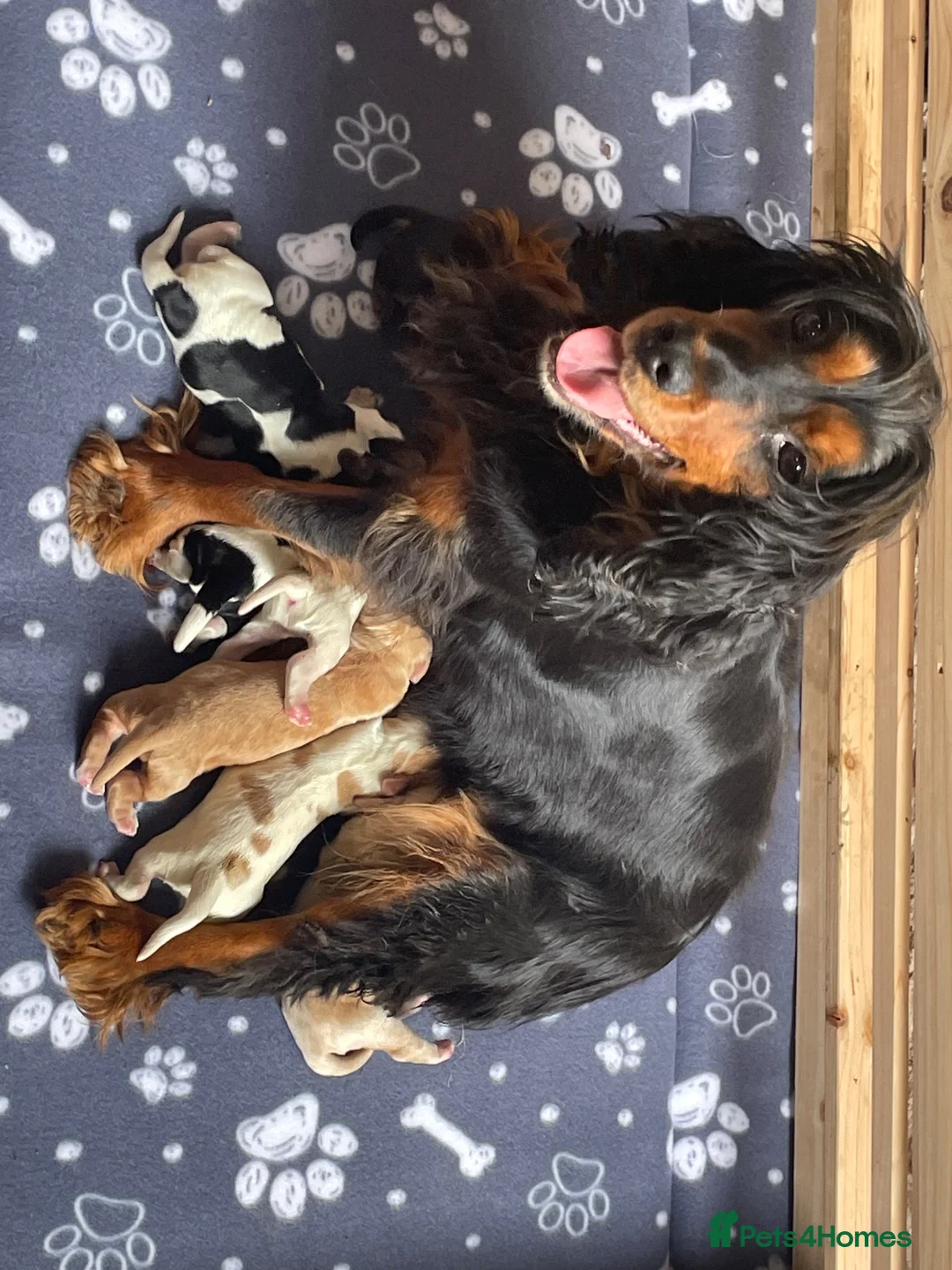 Cocker Spaniel dogs for sale: Show type KC reg puppies for sale.  - Advert 1