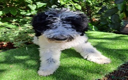 Labradoodle dogs for stud: PROVEN Healthy Labradoodle STUD - Hypoallergenic  - Image 8