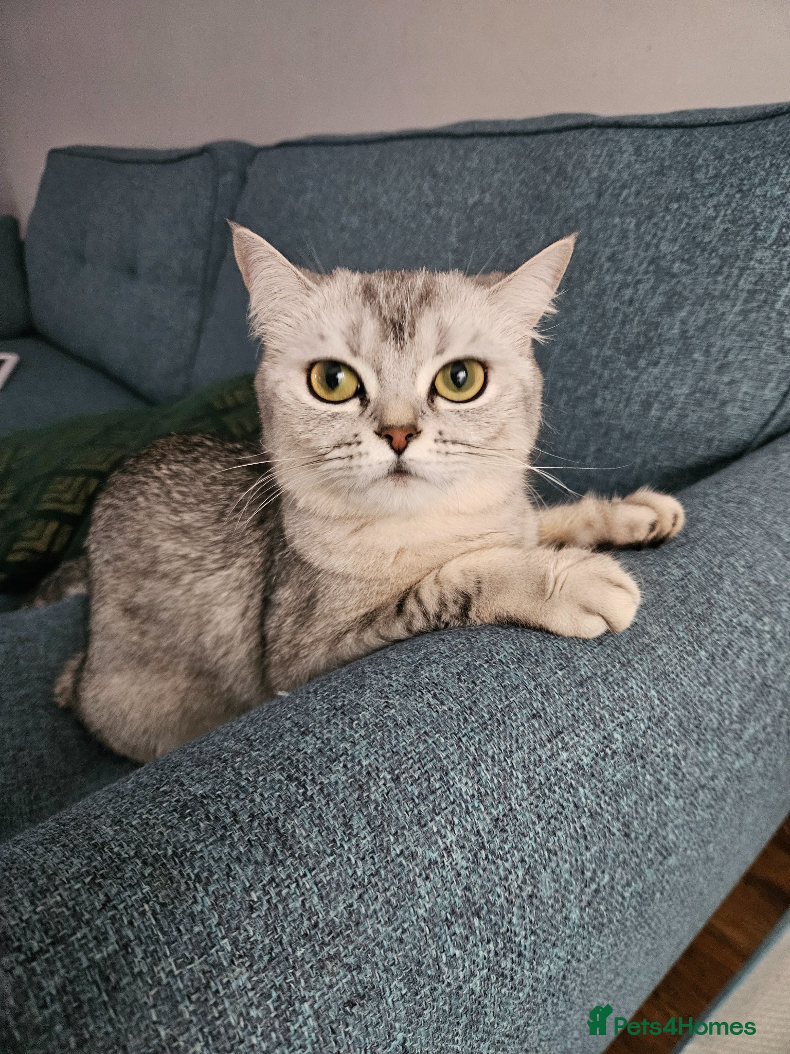 Scottish Fold cats for sale: Beautiful Scottish Fold Boy 💙 - Advert 3