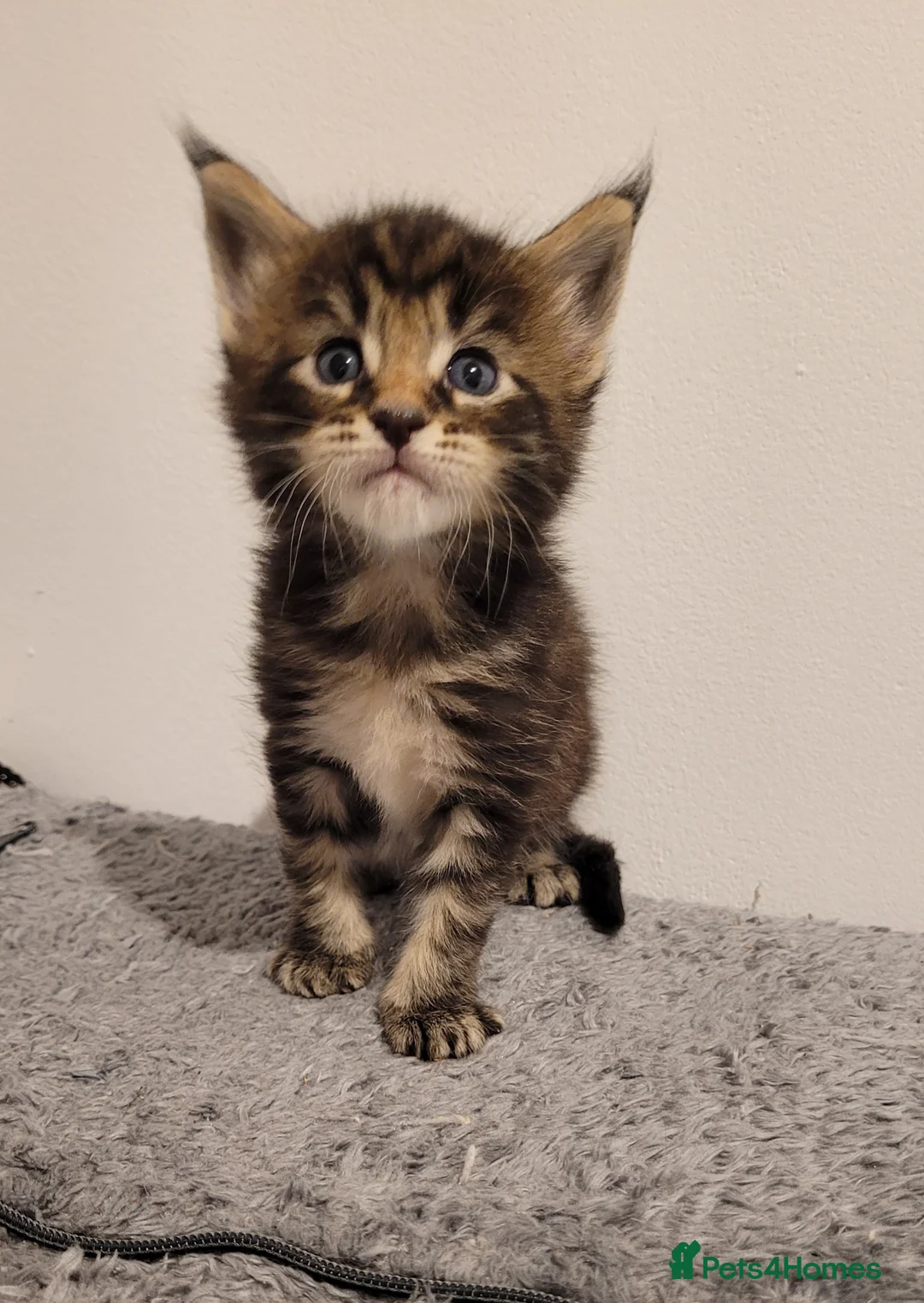 Maine Coon cats for sale: Tica registered maine coon kittens  - Advert 8