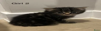 Kitten girl 2 