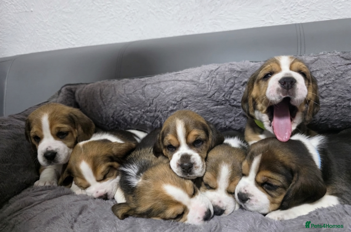 Beagle dogs Beagle puppies ready for love!! - Advert 1