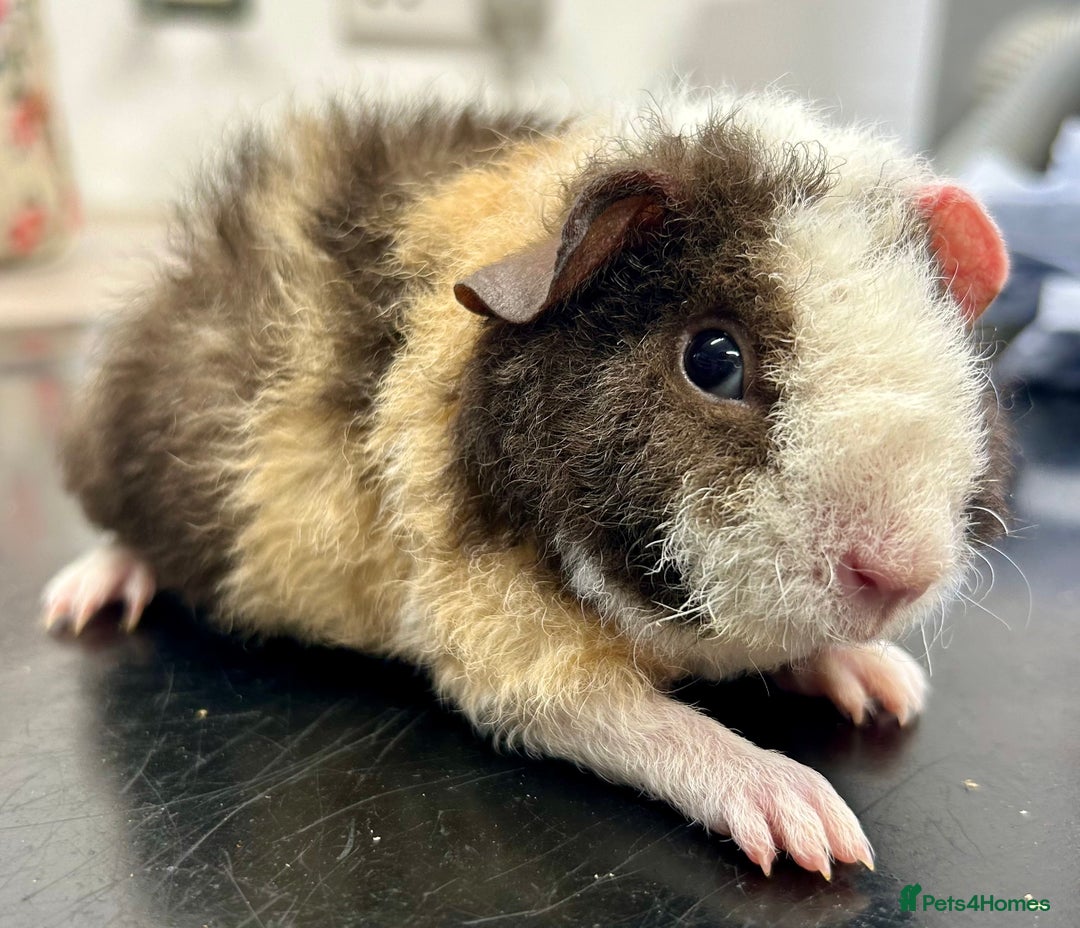 Guinea Pig rodents for sale: Teddy Guinea Pig Boars - Image 6