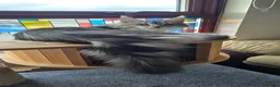 Maine Coon cats for sale: Pedigree Maine Coon Female "Luna" - Advert 1