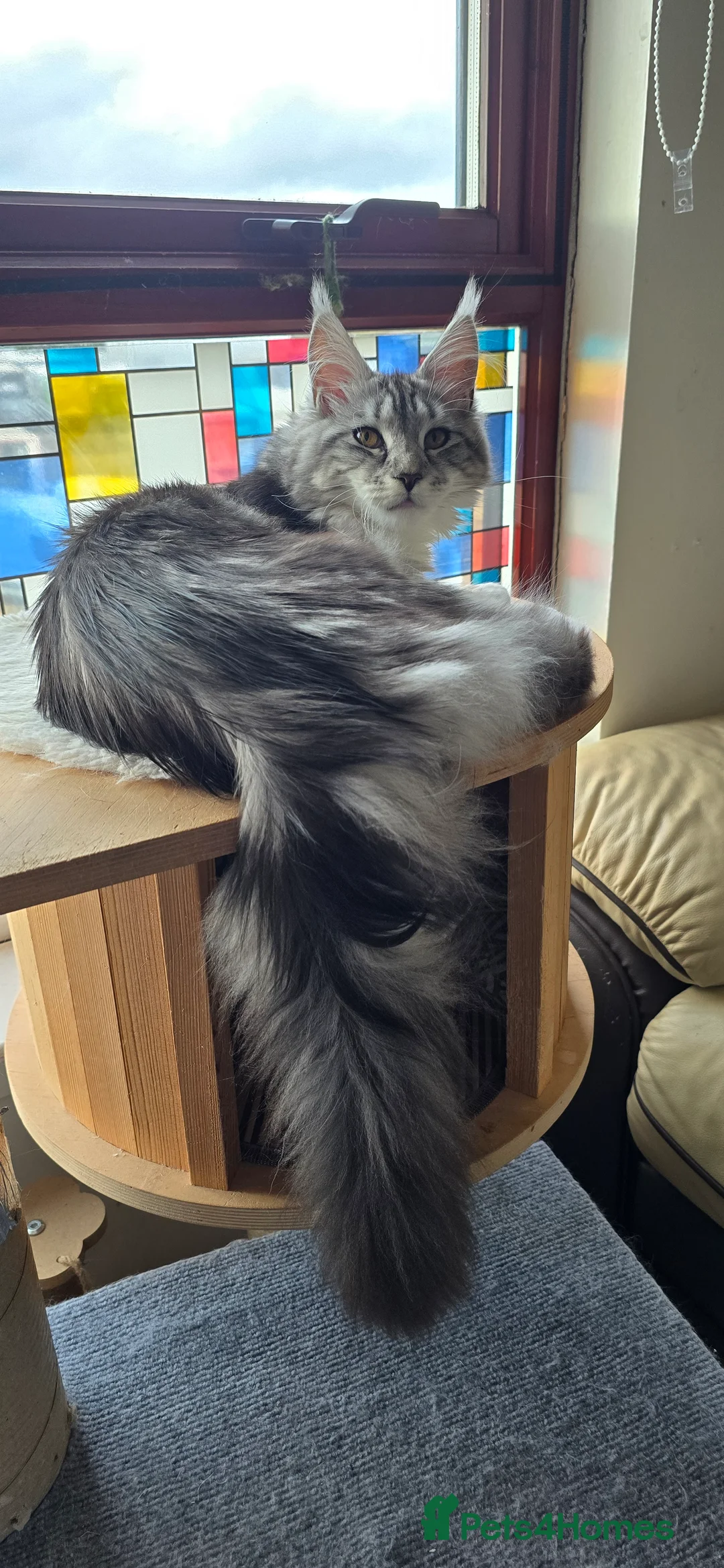 Maine Coon cats for sale: Pedigree Maine Coon Female "Luna" - Advert 1