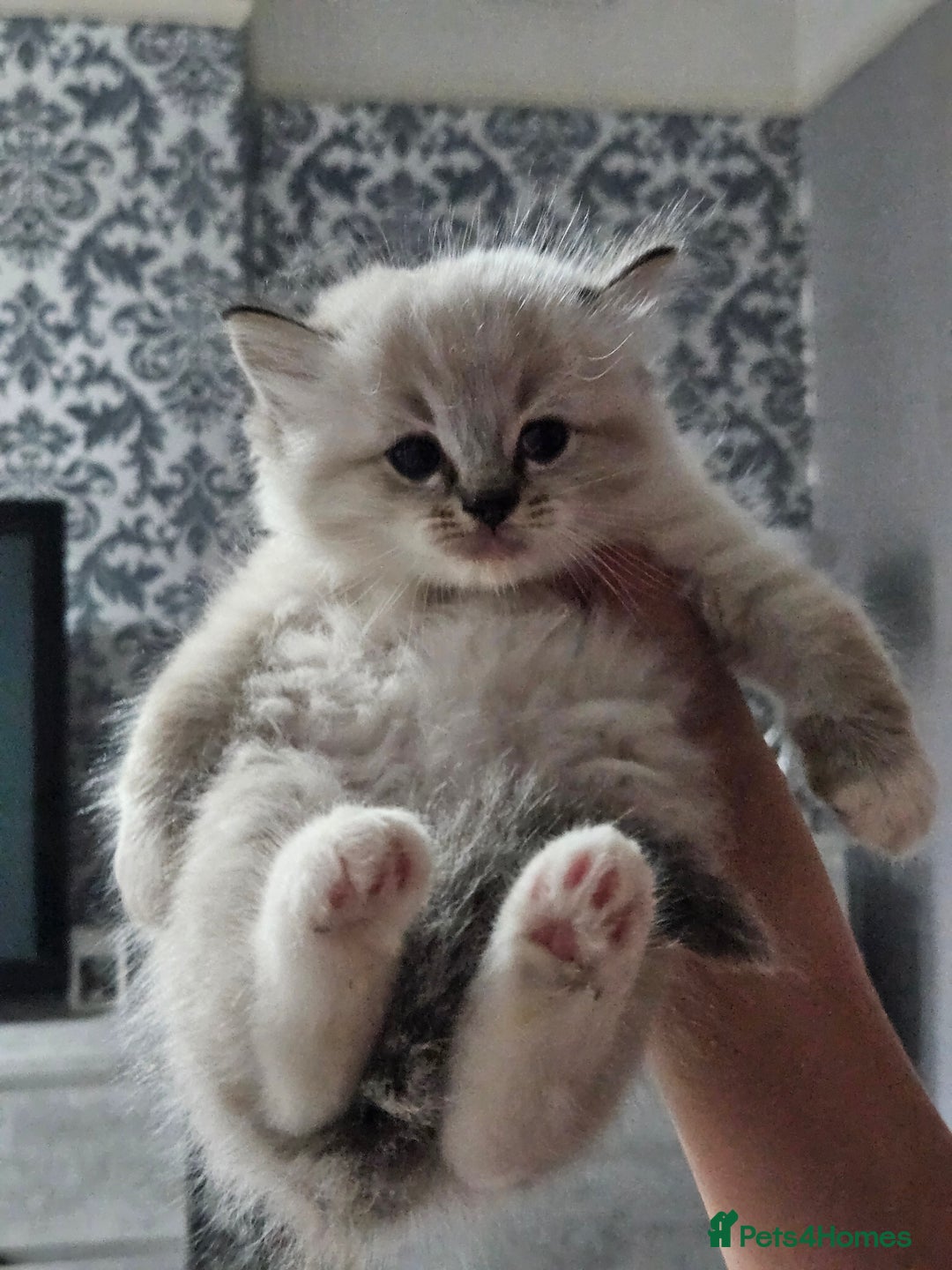 Ragdoll cats for sale: Tica registeeed tabby bicolour ragdolls - Image 5