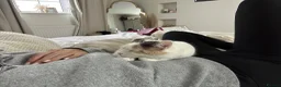 Mixed Breed cats for sale: Affectionate 5 year old female cat in Liverpool - Advert 3