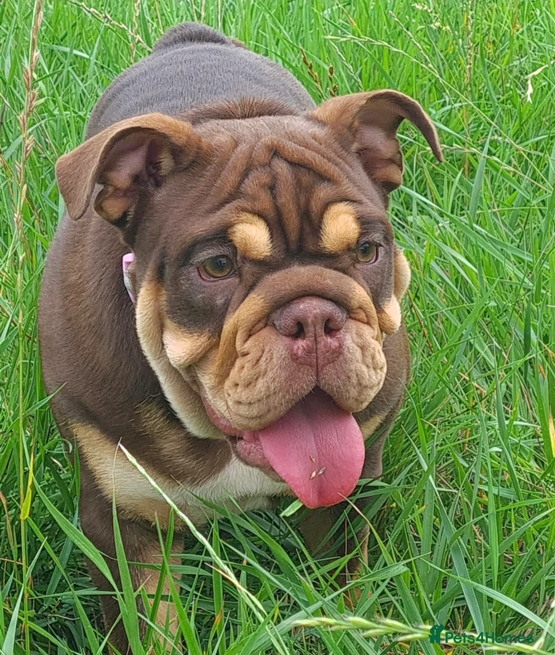 English Bulldog dogs for sale: English Bulldog Female 4 yrs Old- Loving 🏡 Needed - Advert 7