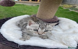 Bengal cats for sale: 3 Pure Bengals left  - Image 15