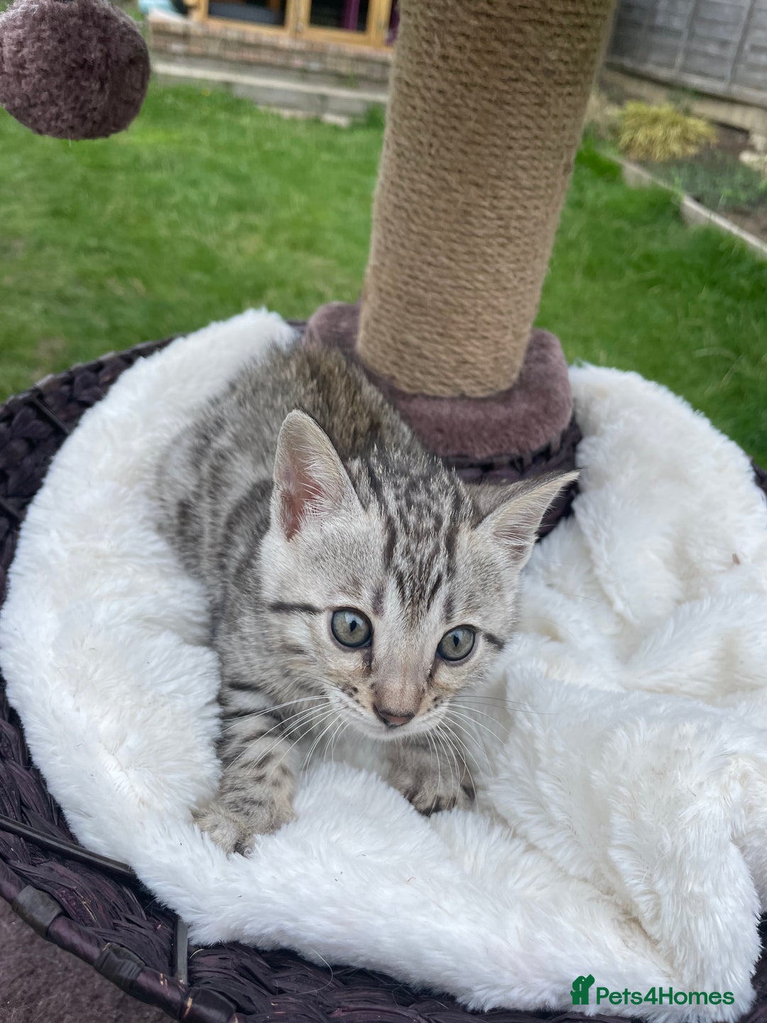 Bengal cats for sale: 3 Pure Bengals left  - Image 15