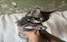 Maine Coon cats for sale: Beautiful blue smoke torbie Maine coon kittens  - Image 10