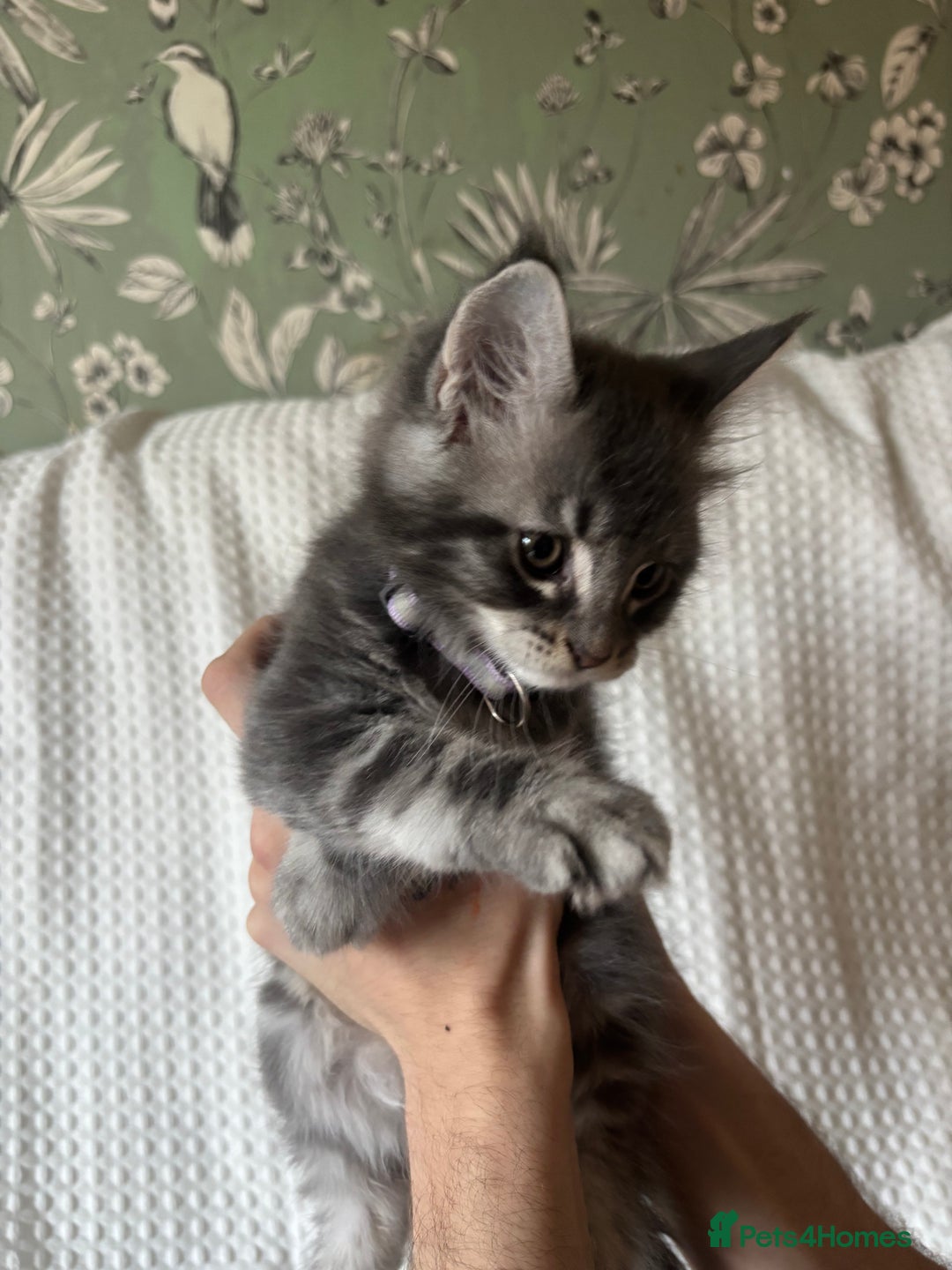 Maine Coon cats for sale: Beautiful blue smoke torbie Maine coon kittens  - Image 10