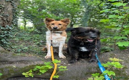 Canaan Dog dogs for sale: Roo - Canaan Dog Mix - Image 4