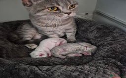 British Shorthair cats for sale: Beautiful British Shorthair girls – Ready Now! - Image 22