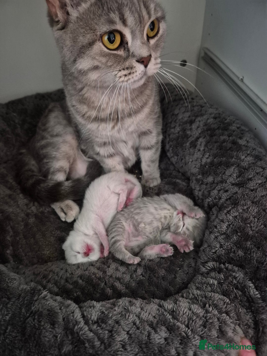 British Shorthair cats for sale: Beautiful British Shorthair girls – Ready Now! - Image 22