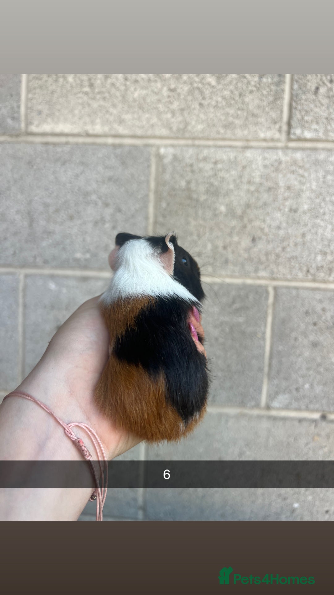 Guinea Pig rodents for sale: Lovely guinea pigs looking for their new homes!  - Image 15