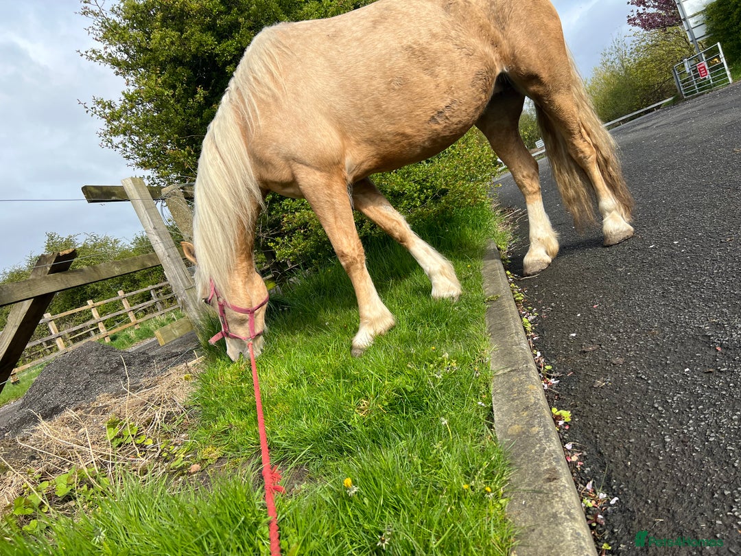 Welsh Section D horses for sale: 🐴14.3h Welsh section d palomino mare 🐴  - Advert 10