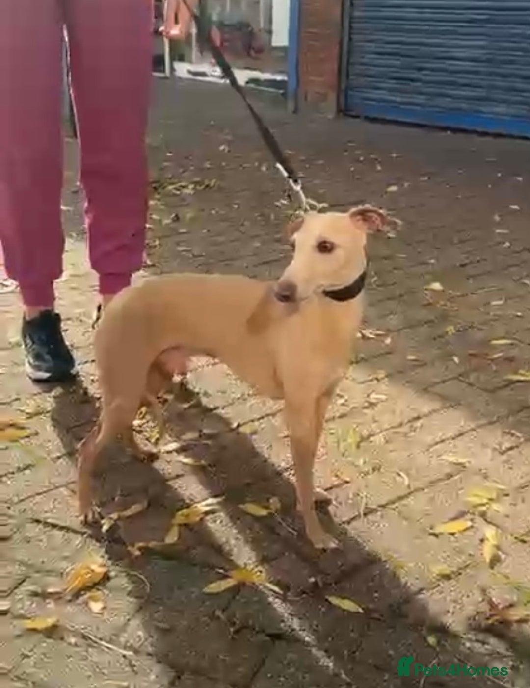Italian Greyhound dogs for stud: Romeo italian greyhound Russian Import for stud  in Liverpool - Advert 3