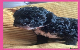 Cavapoo dogs for sale: F1 TOY CAVAPOOS ‘ONYX’ HEALTH TESTED - Image 10
