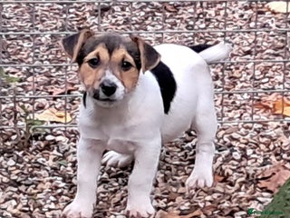 Jack Russell dogs KC Jack Russell pups, DNA Clear- LOA, SCA, PLL - Advert 2