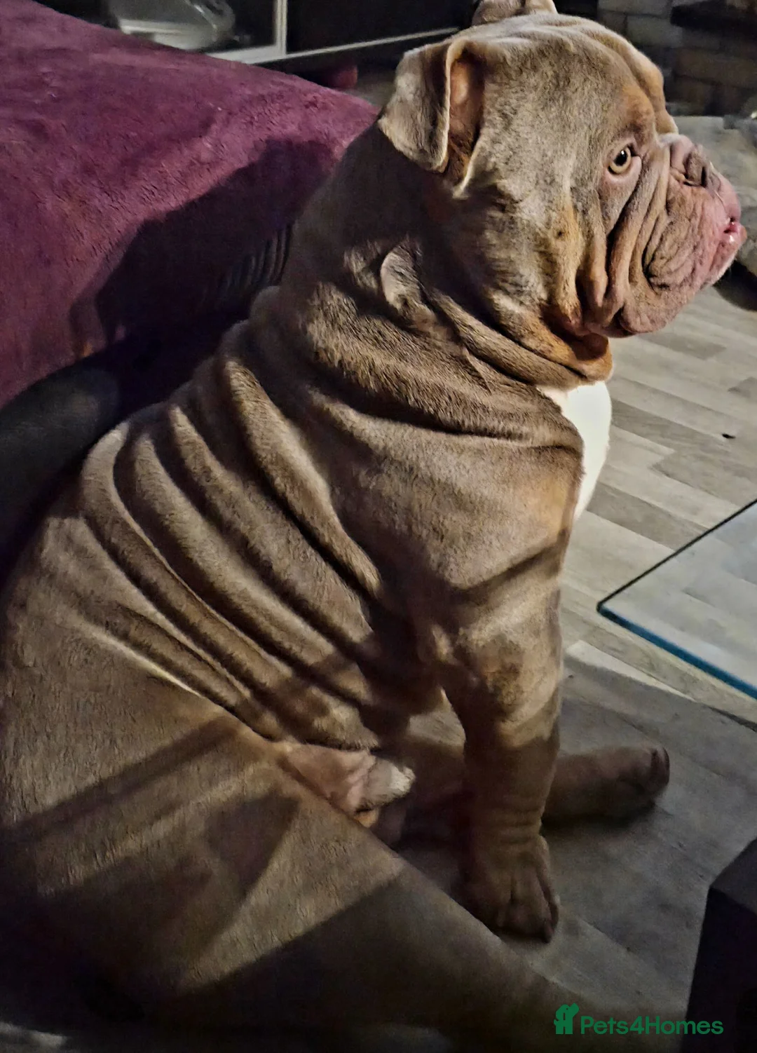 English Bulldog dogs for stud: Bruno ready for stud in Newcastle upon Tyne - Advert 2
