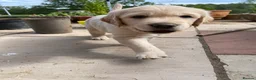 Golden Retriever dogs for sale: Golden Retriever Puppies in Thatcham - Advert 12