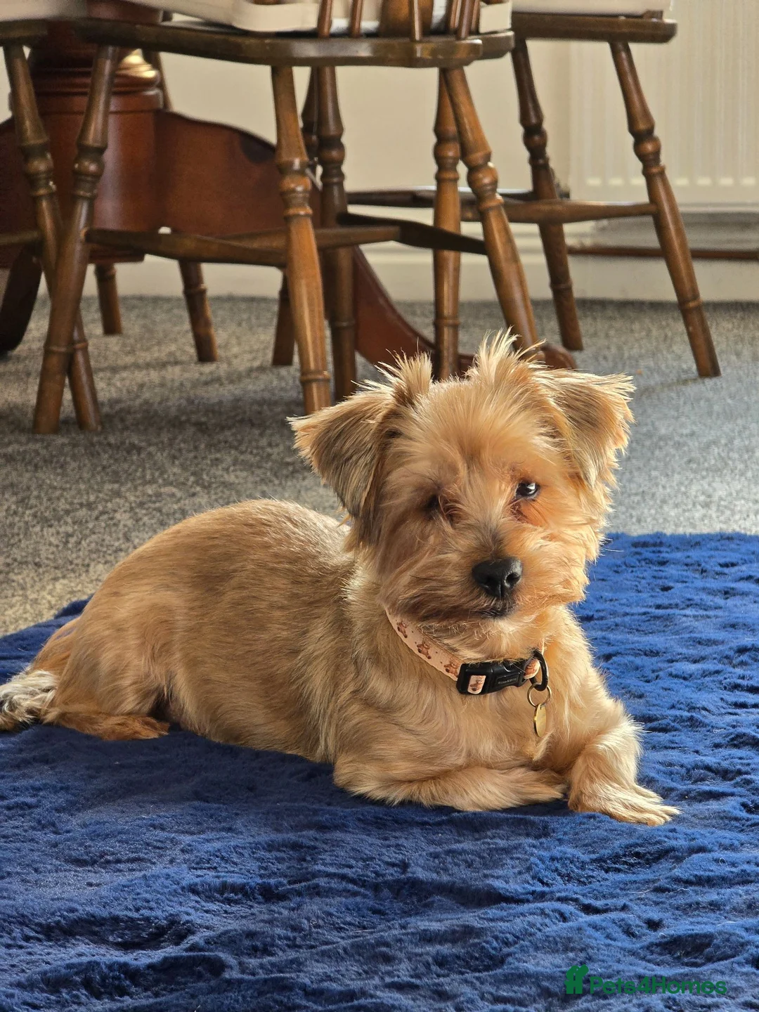 Yorkshire Terrier dogs for sale: 🧸TEDDY🧸 FOR REHOME - Advert 2