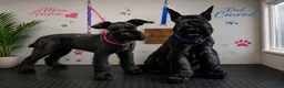 Giant Schnauzer dogs for sale: 2 male Giant schnauzer puppy's remaining  - Advert 3