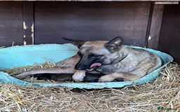 Belgian Shepherd Dog dogs for sale: Beautiful Belgian Malinois Puppies  - Image 14