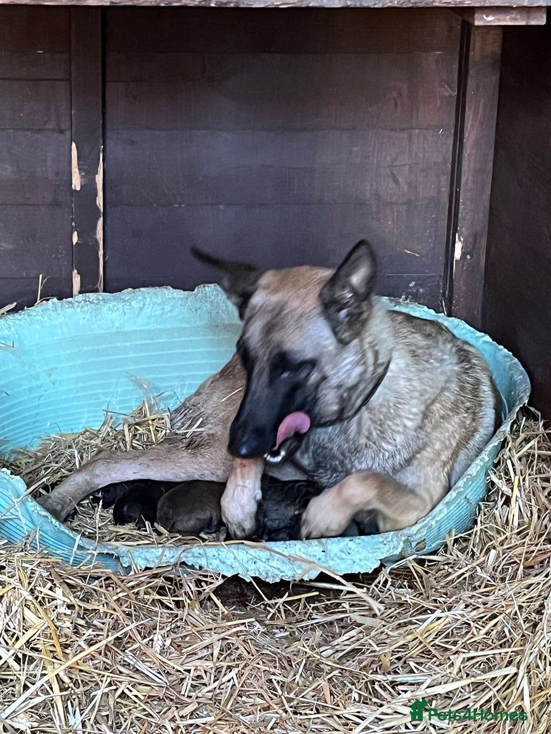 Belgian Shepherd Dog dogs for sale: Beautiful Belgian Malinois Puppies  - Image 14