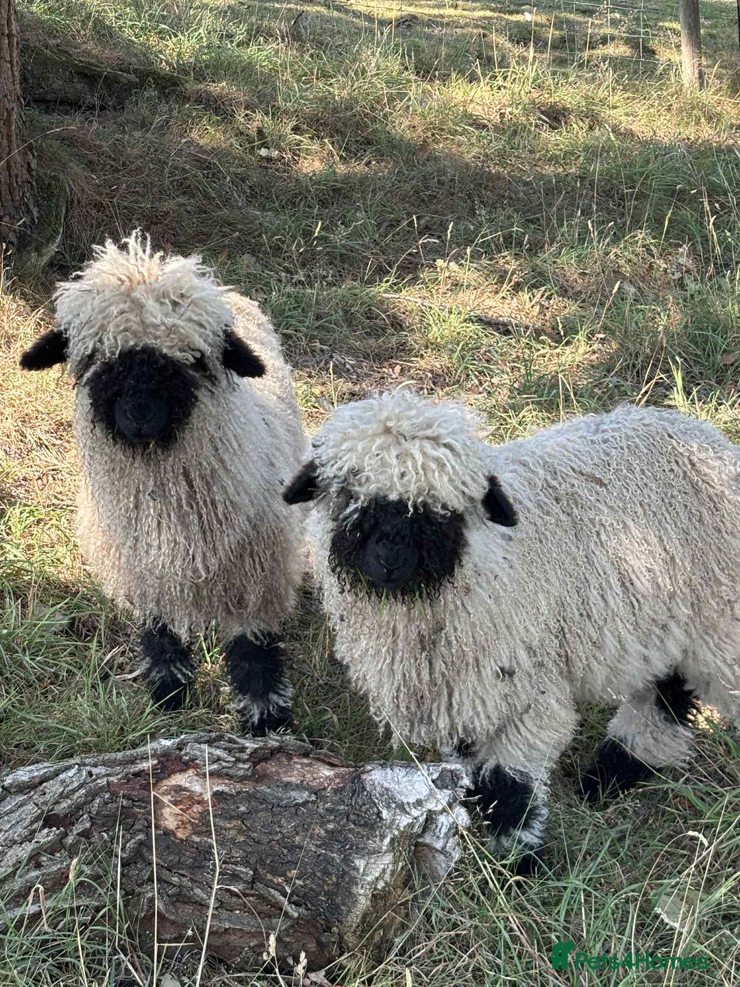 Sheep livestock for sale: Pedigree registered Valais Blacknose ewes - Advert 8