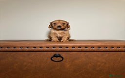 Cavapoo dogs for sale: F1 Cavapoo puppies.  - Image 7