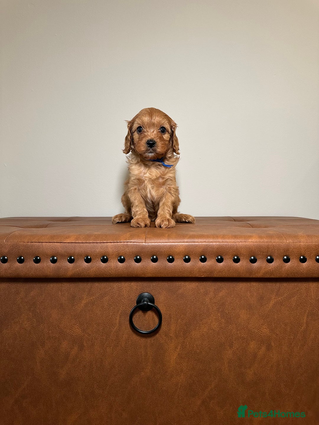 Cavapoo dogs for sale: F1 Cavapoo puppies.  - Image 7